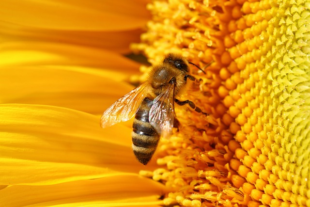 Becoming a Beekeeper: An Introduction to a Buzzing Career