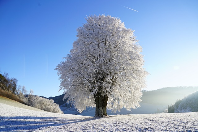 Plants in Winter: How They Adapt to the Cold Season