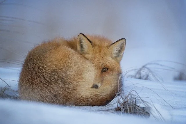 Plants in Winter: How They Adapt to the Cold Season